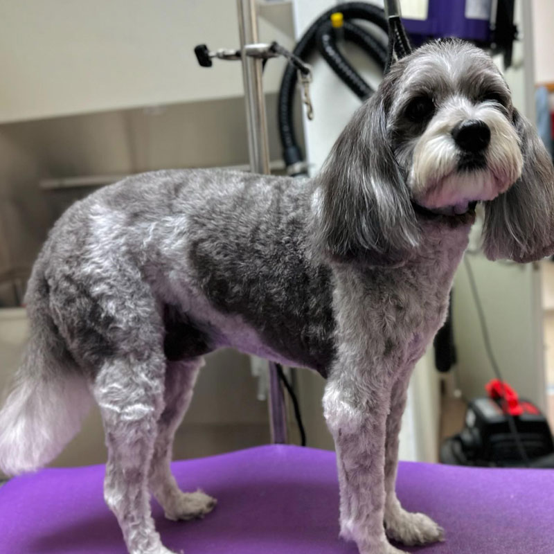 Grooming Waseca Vet Clinic