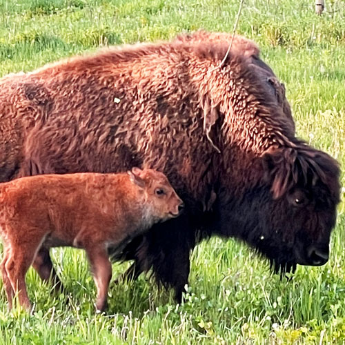 Farm Animal Waseca Vet Clinic